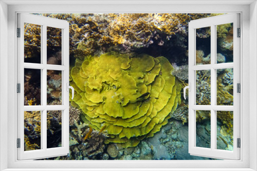 Fototapeta Naklejka Na Ścianę Okno 3D - Beautiful sea inhabitants in the coral reef of the Red Sea