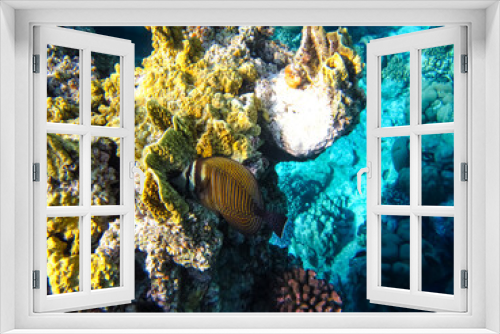 Fototapeta Naklejka Na Ścianę Okno 3D - Beautiful sea inhabitants in the coral reef of the Red Sea