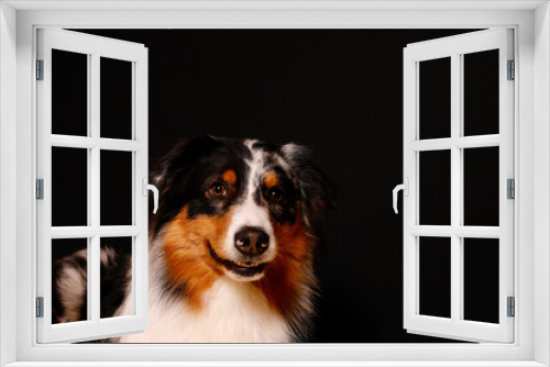 Fototapeta Naklejka Na Ścianę Okno 3D - Hundeporträt eines Australian Shepherd vor einem schwarzen Hintergrund isoliert frontal