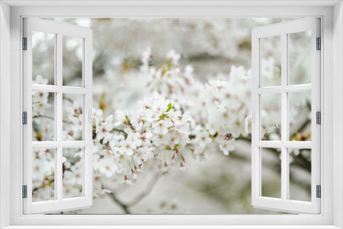 Fototapeta Naklejka Na Ścianę Okno 3D - Beautiful cherry tree blossoming on spring. Beauty in nature. Tender cherry branches on sunny spring day.