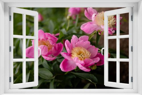 Fototapeta Naklejka Na Ścianę Okno 3D - Pink peony flowers in the garden 