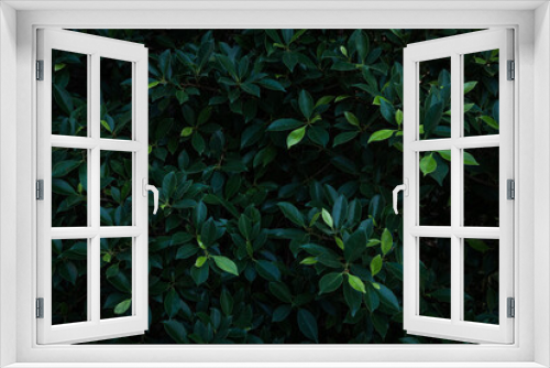 Fototapeta Naklejka Na Ścianę Okno 3D - Fresh green tropical leave bushes dark background 