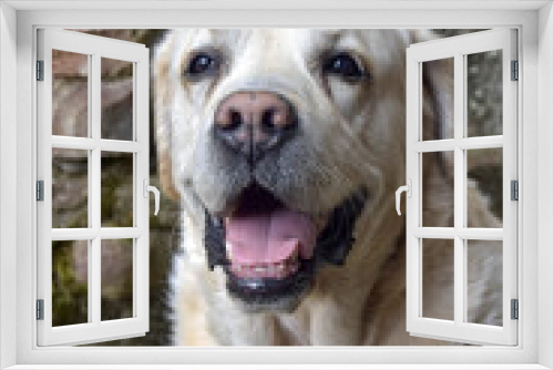 Fototapeta Naklejka Na Ścianę Okno 3D - Large white dog of the diver breed sits against background of old stone wall. Good-natured purebred dog has opened its mouth and is looking directly into the camera.