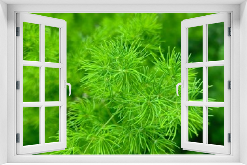 Fototapeta Naklejka Na Ścianę Okno 3D - Close up of Asparagus