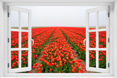 Fototapeta Naklejka Na Ścianę Okno 3D - Rotes Tulpenfeld im Nebel