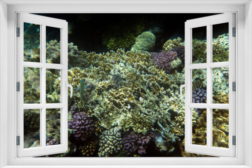 Fototapeta Naklejka Na Ścianę Okno 3D - Under water photo of coral reef