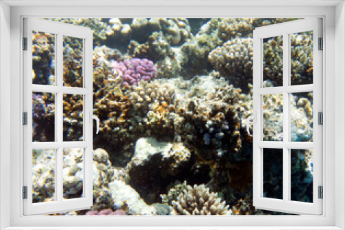 Fototapeta Naklejka Na Ścianę Okno 3D - Under water photo of coral reef
