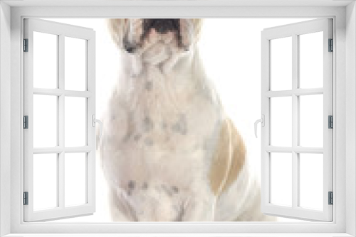Fototapeta Naklejka Na Ścianę Okno 3D - french bulldog