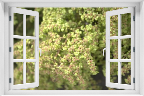 Fototapeta Naklejka Na Ścianę Okno 3D - Jardin flores, naturaleza