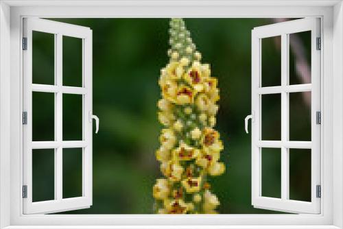 Fototapeta Naklejka Na Ścianę Okno 3D - close up of flower