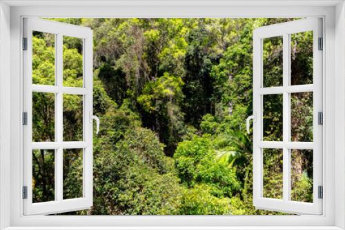 Fototapeta Naklejka Na Ścianę Okno 3D - Rainforest, Tamborine Mountain, Queensland, 2023