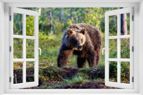 Fototapeta Naklejka Na Ścianę Okno 3D - brown bear in the forest