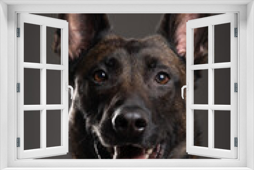 Fototapeta Naklejka Na Ścianę Okno 3D - portrait of a Belgian Malinois dog on a gray background
