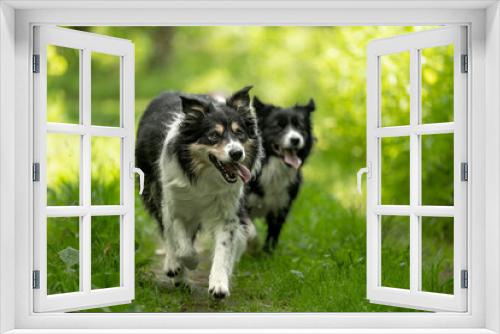 Fototapeta Naklejka Na Ścianę Okno 3D - Two observant border collies in nature: a display of intelligence and vigilance