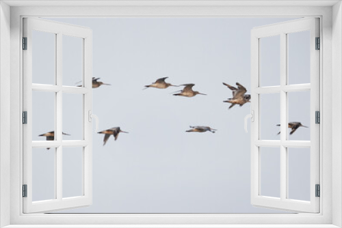 Fototapeta Naklejka Na Ścianę Okno 3D - A flock of Bar-tailed Godwits flying at mameer creek of Bahrain