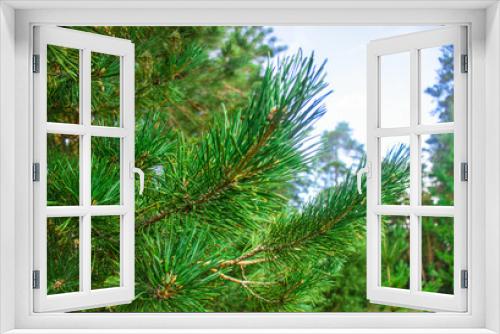 Fototapeta Naklejka Na Ścianę Okno 3D - Pine branches close-up, pine forest