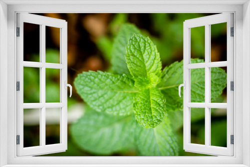 Fototapeta Naklejka Na Ścianę Okno 3D - Green mint plants close-up grow in a vegetable garden