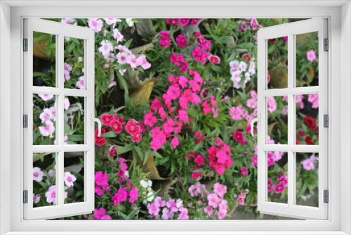 Fototapeta Naklejka Na Ścianę Okno 3D - beautiful petunia mix color flower garden