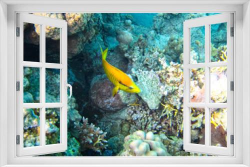 Fototapeta Naklejka Na Ścianę Okno 3D - Extraordinary inhabitants in the coral reef of the Red Sea
