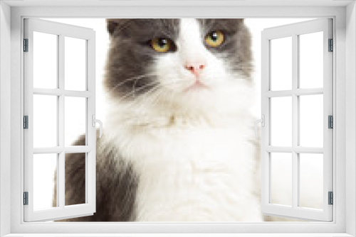 Fototapeta Naklejka Na Ścianę Okno 3D - cute cat on a white background
