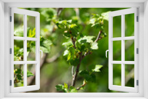 Fototapeta Naklejka Na Ścianę Okno 3D - Spring gooseberry bush with green leaves
