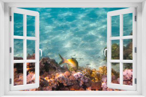 Fototapeta Naklejka Na Ścianę Okno 3D - Fabulously beautiful inhabitants of the coral reef of the Red Sea