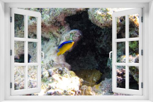 Fototapeta Naklejka Na Ścianę Okno 3D - Fabulously beautiful inhabitants of the coral reef of the Red Sea