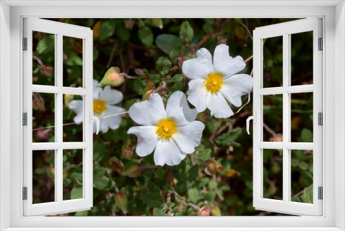 Fototapeta Naklejka Na Ścianę Okno 3D - Some white and yellow jaguarzo morisco flowers