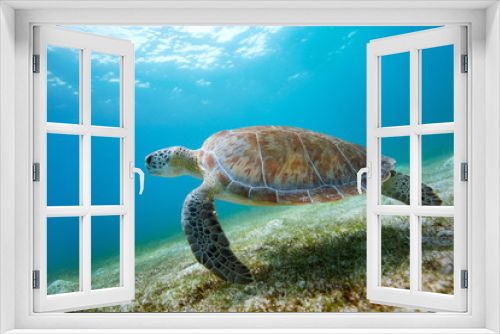 Fototapeta Naklejka Na Ścianę Okno 3D - Hawksbill sea turtle