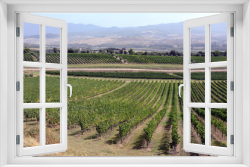 Fototapeta Naklejka Na Ścianę Okno 3D - On a vineyard, reaching rows of grape bushes in perspective to the horizon