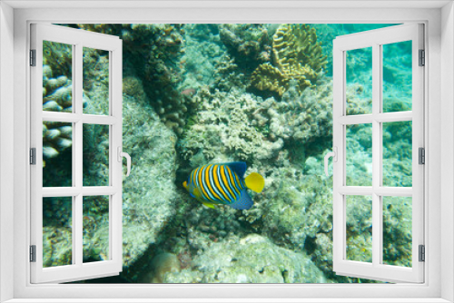 Fototapeta Naklejka Na Ścianę Okno 3D - Coral Reef and Regal Angelfish