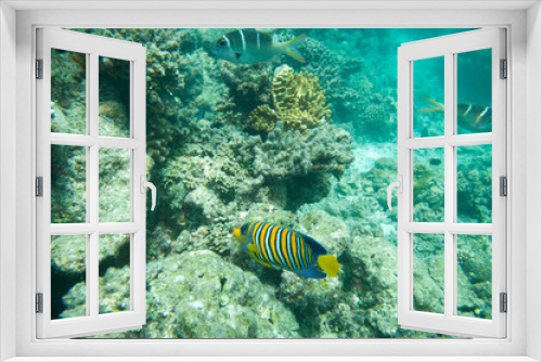Fototapeta Naklejka Na Ścianę Okno 3D - Regal Angelfish, Corals and yellow fish