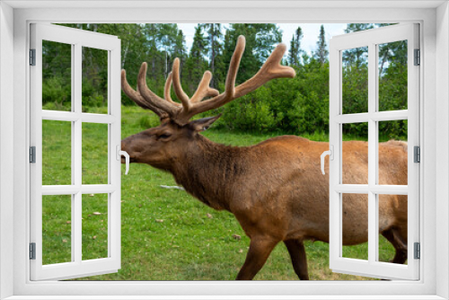 Fototapeta Naklejka Na Ścianę Okno 3D - wapiti deer stag in the woods