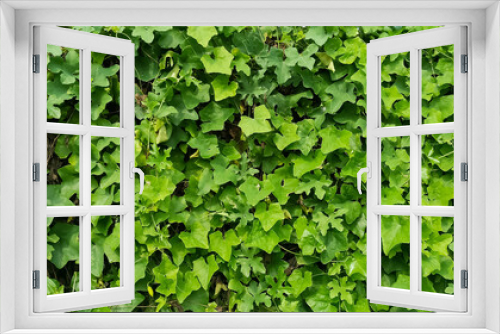 Fototapeta Naklejka Na Ścianę Okno 3D - Delairea odorata Plant