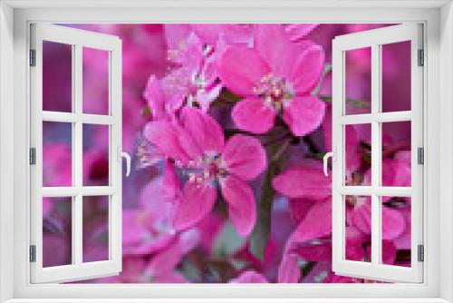 Fototapeta Naklejka Na Ścianę Okno 3D - Close-up of flowers of a cherry plum