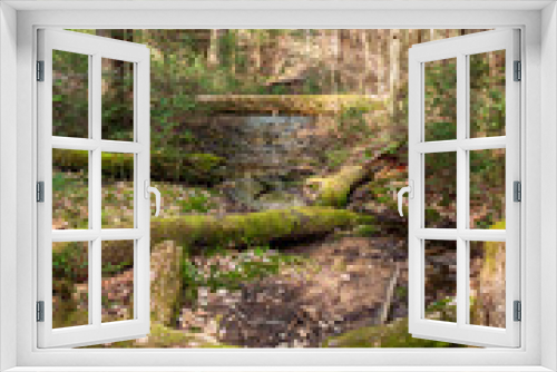 Fototapeta Naklejka Na Ścianę Okno 3D - Forest Floor at Allegheny National Forest in Pennsylvania