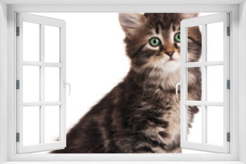 Fototapeta Naklejka Na Ścianę Okno 3D - Siberian kitten