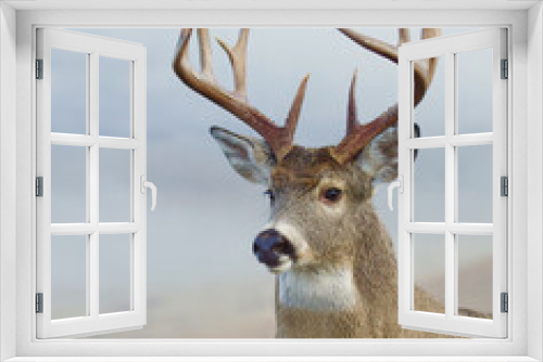 Fototapeta Naklejka Na Ścianę Okno 3D - Whitetail Deer buck portrait against a natural background of the meadow on a misty morning - natural, 