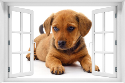 Fototapeta Naklejka Na Ścianę Okno 3D - One small brown puppy.