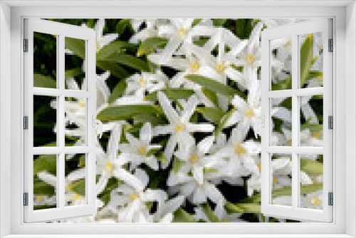 Fototapeta Naklejka Na Ścianę Okno 3D - White chionodox blooms in the garden, a rare variety, gardening, gardening, spring, background, change of seasons