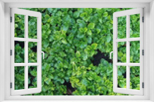 Fototapeta Naklejka Na Ścianę Okno 3D - evergreen shrub in the garden