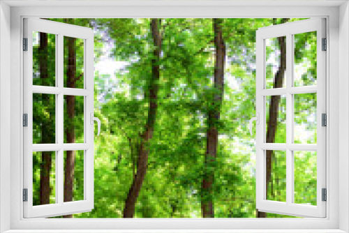 Fototapeta Naklejka Na Ścianę Okno 3D - Beautiful trees in forest