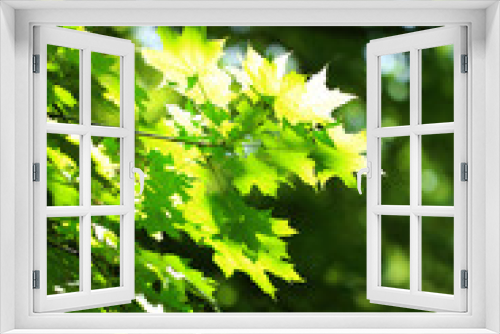Fototapeta Naklejka Na Ścianę Okno 3D - Beautiful green leaves on tree outdoors