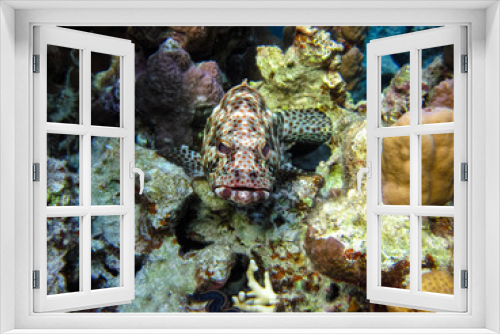 Fototapeta Naklejka Na Ścianę Okno 3D - Greasy grouper or Grouper tauvina in the coral reef of the Red Sea