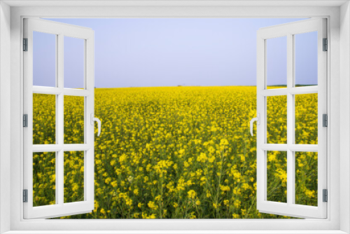 Fototapeta Naklejka Na Ścianę Okno 3D - Beautiful Floral Landscape View of Rapeseed  in a field with blue sky in the countryside of Bangladesh