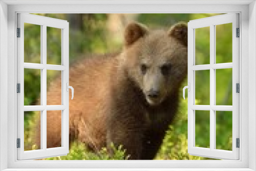 Fototapeta Naklejka Na Ścianę Okno 3D - Brown bear cub portrait in forest