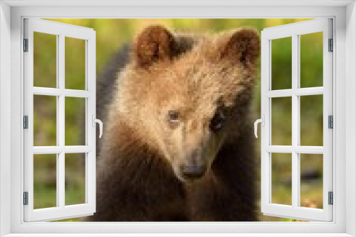 Fototapeta Naklejka Na Ścianę Okno 3D - Brown bear cub portrait in forest