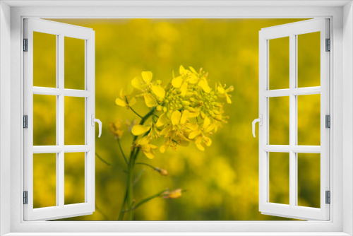 Fototapeta Naklejka Na Ścianę Okno 3D - Close-up Focus A Beautiful  Blooming  Yellow rapeseed flower with blurry background
