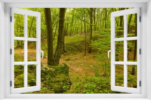Fototapeta Naklejka Na Ścianę Okno 3D - A forest landscape. Deciduous forest with green trees