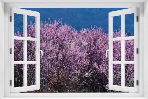 Fototapeta Naklejka Na Ścianę Okno 3D - Piante fiorite, primavera, Toscana